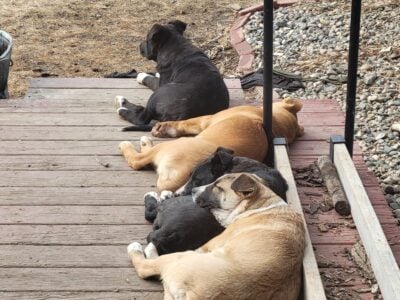 Pit Bull, Lab, German Shepard… Puppies