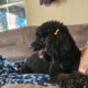 Aussie doodle puppies-7 weeks old