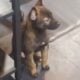 Belgian Malinois puppies