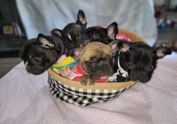 Frenchton puppies