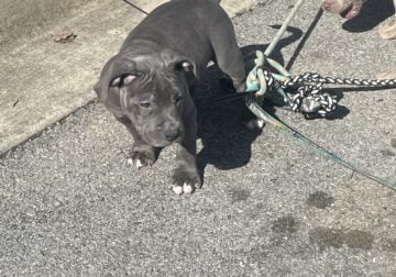 Blue bully puppies