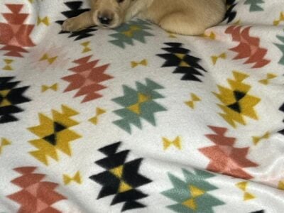 Golden puppies