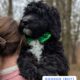 Bernedoodle Puppies (F1b)