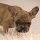 Litter of 6 French Bulldog Puppies