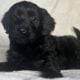 Double doodle babies, service dog prospects