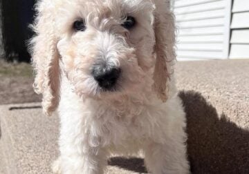 PyreDoodle puppies for sale.