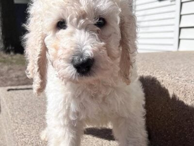 PyreDoodle puppies for sale.