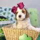 Mini Tri-Color Parti Poodle Puppies 15-20 lbs