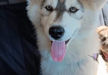 AKC Siberian Husky Minthara