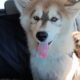 AKC Siberian Husky Minthara