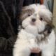 Shih tzu pups