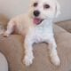 Maltipoo for Sale – Meet Tanner