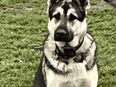 German Shepherd Female FREE
