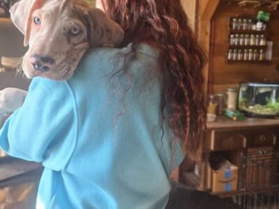 Great Dane