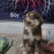 Pomsky X Toy Australian Shepherd mix puppies