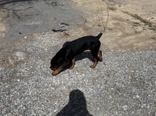 6 month old Rottweiler puppy original