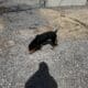 6 month old Rottweiler puppy original