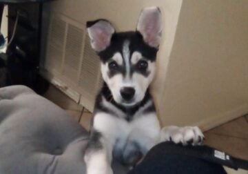 Husky puppies