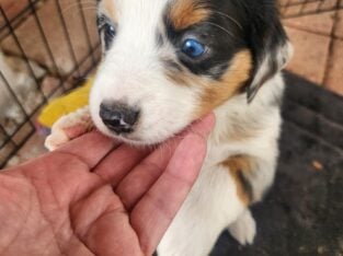 Mini Australian Shepherd Miss Bonnie