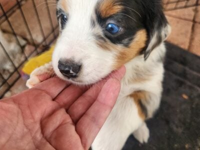 Mini Australian Shepherd Miss Bonnie
