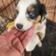 Mini Australian Shepherd Miss Bonnie