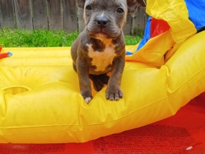 American bully puppies