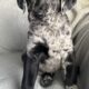 Double doodle babies, service dog prospects