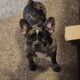 Puppy for sale
