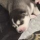 Siberian Husky puppies