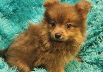 Pomeranian puppy