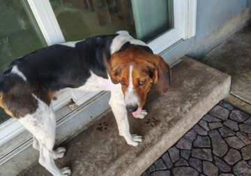 Hound puppy 8 months