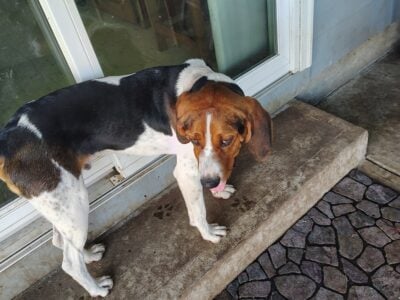 Hound puppy 8 months