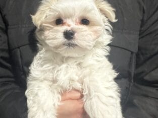 Male Maltipoo