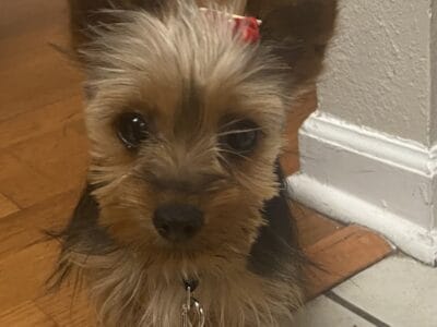 Adorable Yorkie Puppy