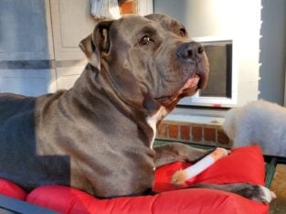 XX Pit Bull BRUCE