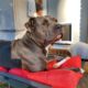XX Pit Bull BRUCE
