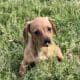 Dachshund Chihuahua mix 70/30