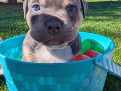 Papered pure bred Bully puppies for sale