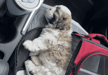 (Brown and white ) Male Shih Tzu