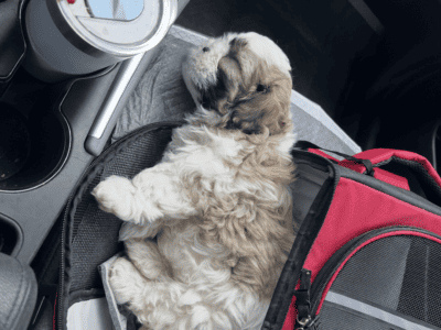 (Brown and white ) Male Shih Tzu