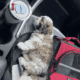 (Brown and white ) Male Shih Tzu