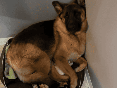 German shepherd