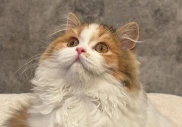 Scottish Straight kitten for sale in New York