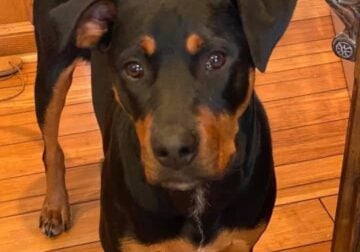 Cassie Rottweiler Mix Available