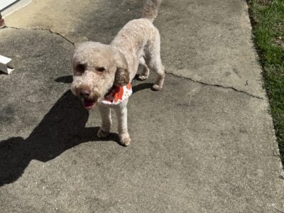 Golden Doodle for sale