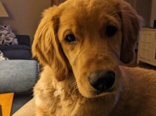 AKC Registered Golden Retriever