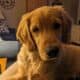 AKC Registered Golden Retriever