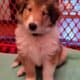 Meet Dulce – The Sweet & Spunky Rough Collie