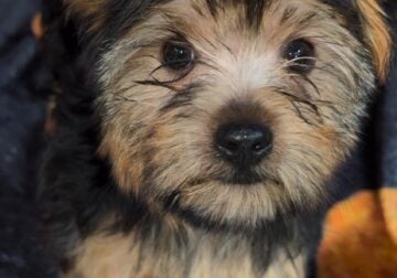 Morkie Boy Red