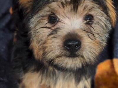 Morkie Boy Red